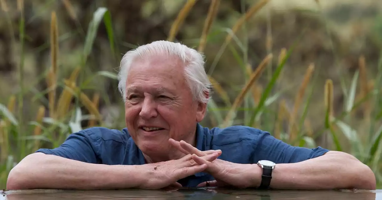 What's on TV Saturday: ‘Attenborough's Global Adventure’ on BBC America; Winter Olympics NBC