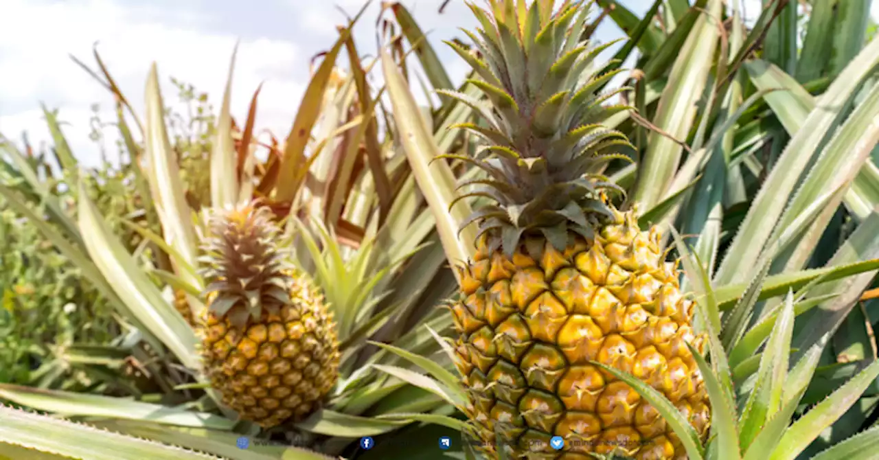 Dolefil’s P300-M pineapple packing plant in Lanao Sur town starts commercial operation