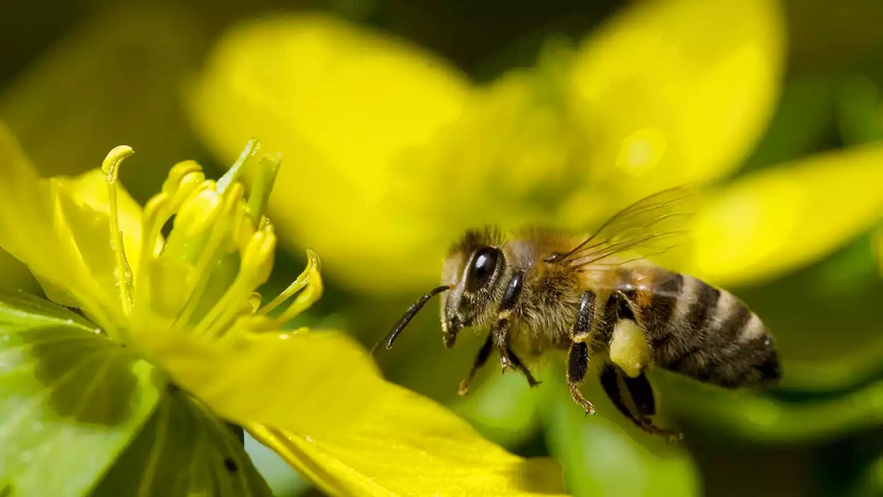 Many wild animals 'count'—and it helps them survive to another day