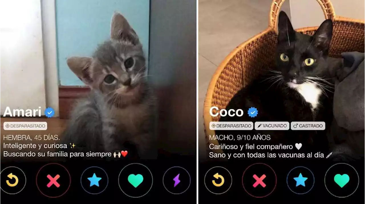 Un refugio de mascotas creó el “Gatitinder”: buscan hogar para 35 gatos