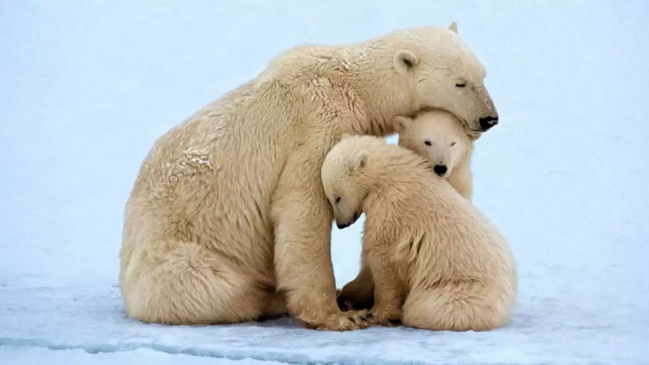 Polar bear inbreeding and bird 'divorces': Weird ways climate change is affecting animal species