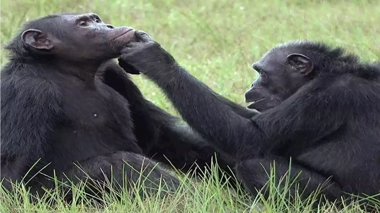 Chimps spotted using insects as ‘medicine’ to treat wounds