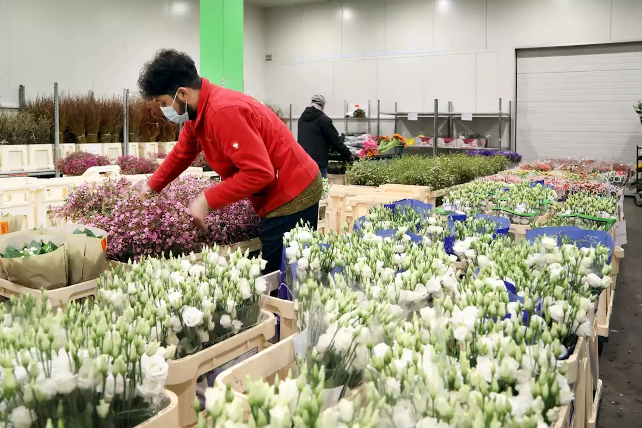 Valentinstag: So machen Blumenhändler in Berlin ihr Geschäft