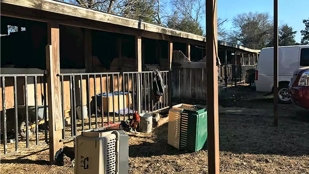 SPCA of Texas Seizes 133 Birds Allegedly Used For Cockfighting From Southeast Dallas Property