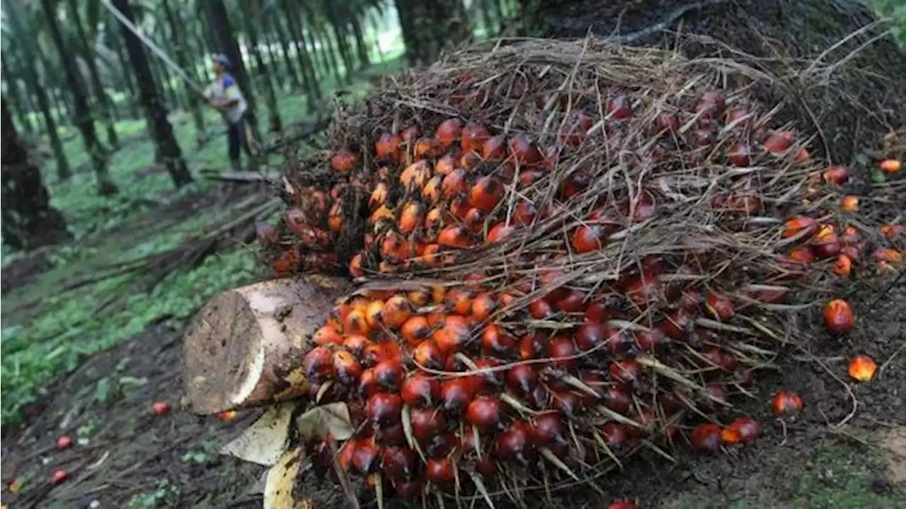 Pasar Diduga Beralih ke Minyak Lain, Harga CPO Melemah Lagi