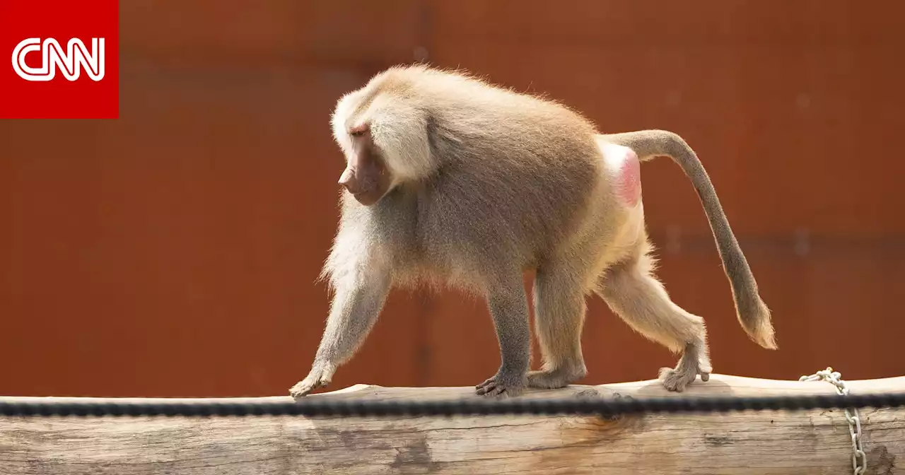 قطيع من قرود البابون يهاجم سعوديًا.. ويصيبه بجروح بالغة