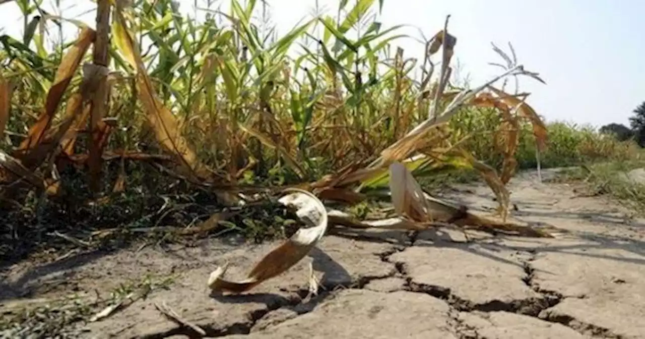 Sequ�a e incendios: los n�meros que retratan el drama de los productores del litoral