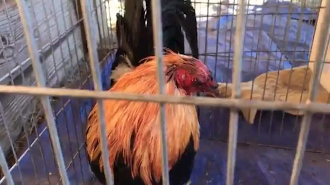 More than 130 chickens seized by SPCA from cockfighting operation in Dallas