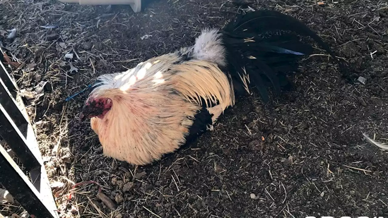 SPCA of Texas, Dallas police seize 133 birds used for cockfighting