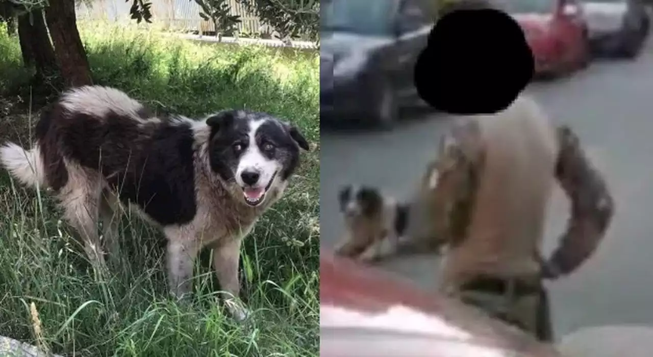 Cane 'adottato' dal paese morto dopo la cattura, Castel Madama sotto choc per Cucciolone: «Scena cruenta»