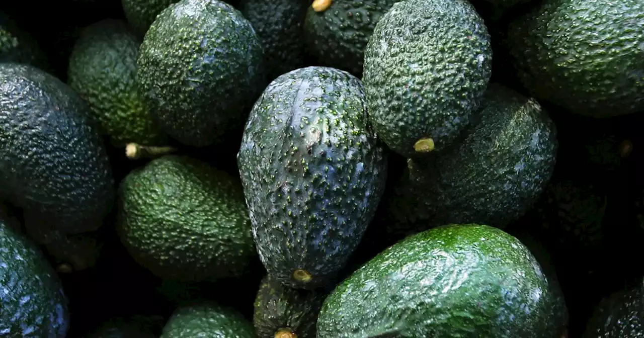 U.S. suspends Mexican avocado imports after threat to inspector