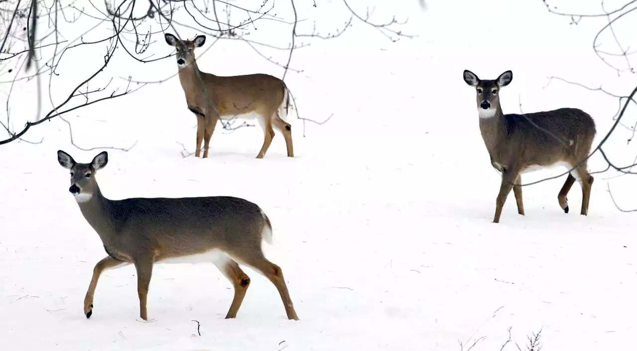 Study finds New York City’s omicron spike hit deer, too