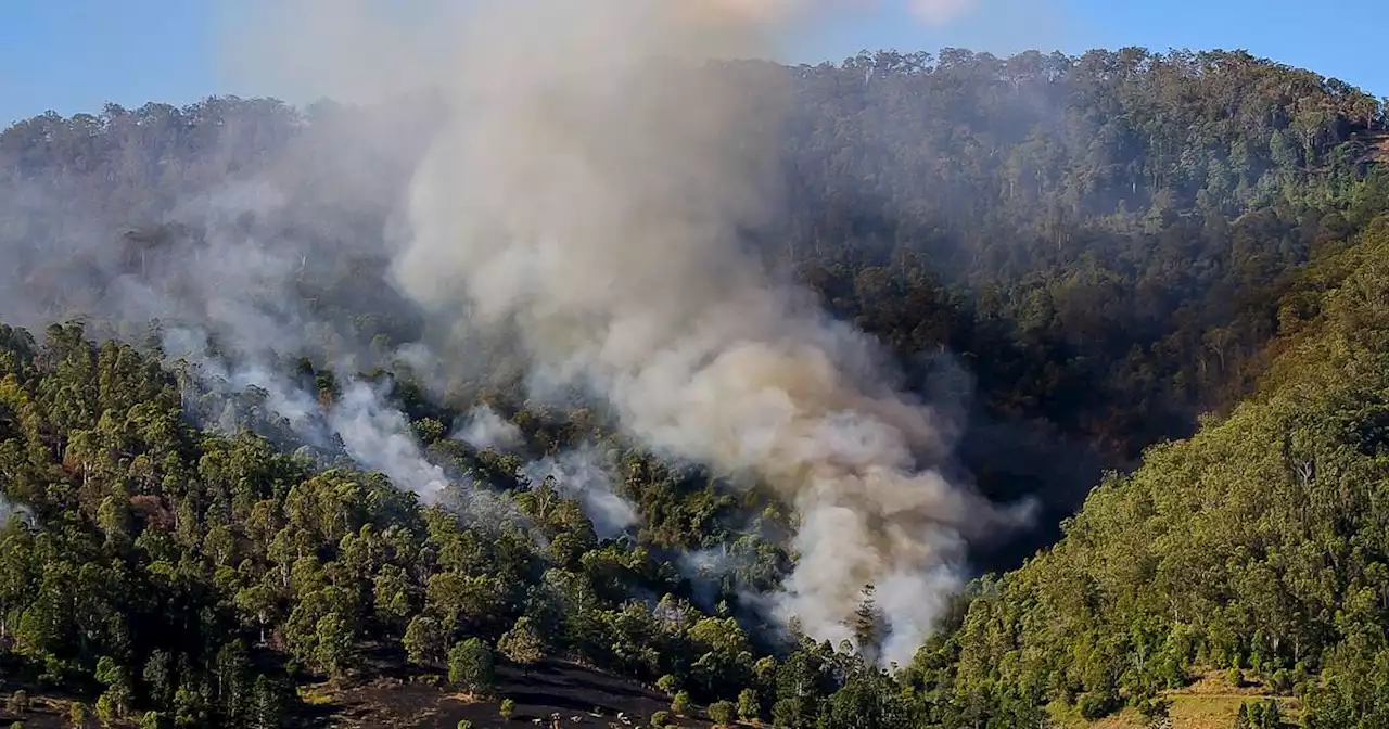 Imputan por primera vez a una persona por delito de deforestación en el país