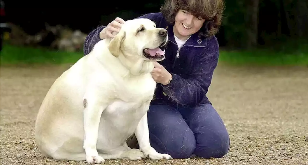 Obesidad en perros y gatos: cómo mantener estable el peso de su mascota - Pulzo