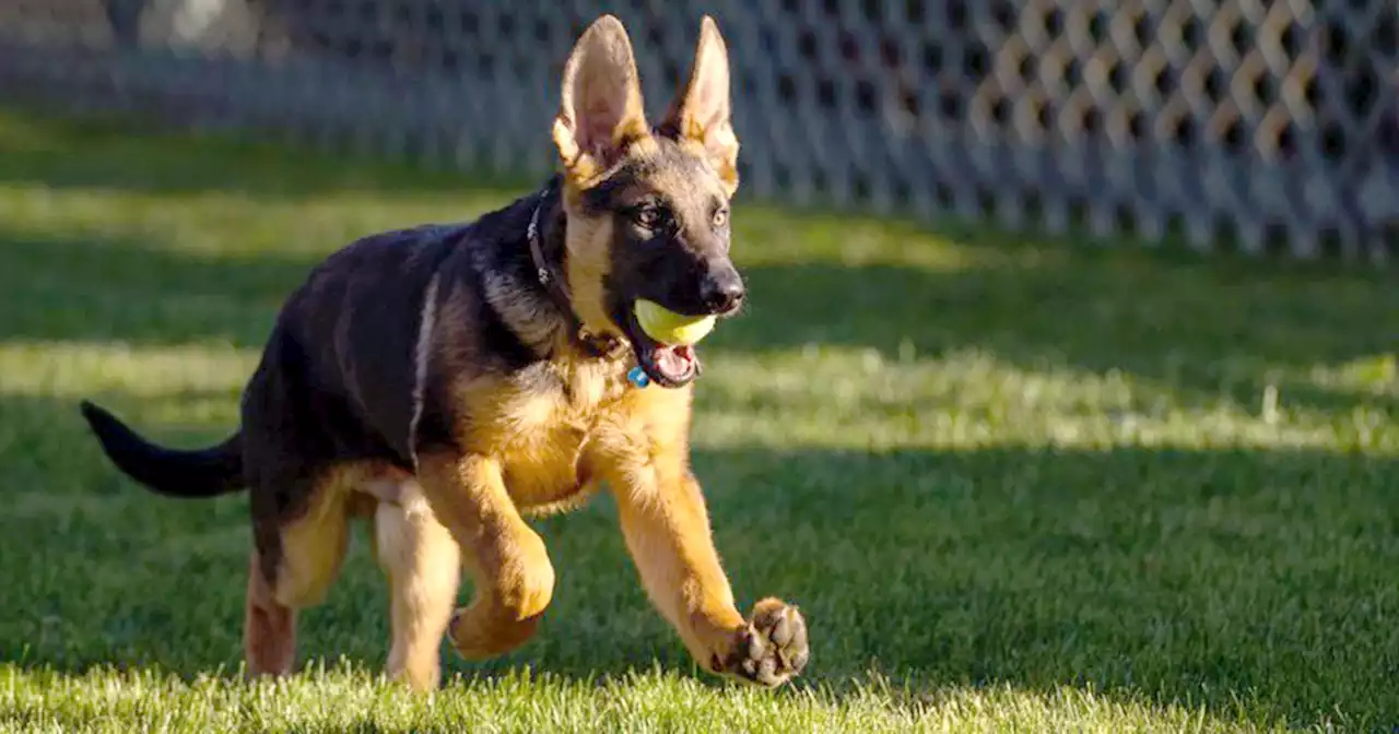 President Biden’s dog Commander to make TV debut during ‘Puppy Bowl’