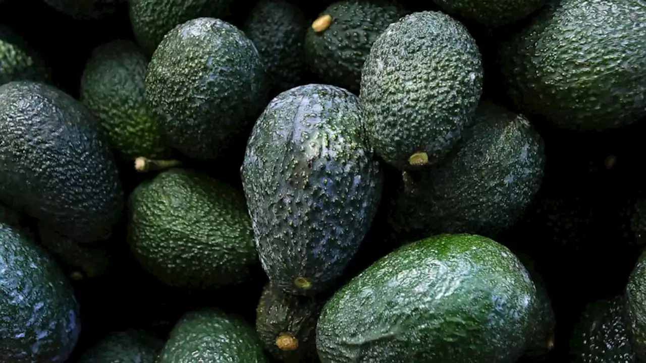 US suspends Mexican avocado imports on eve of Super Bowl