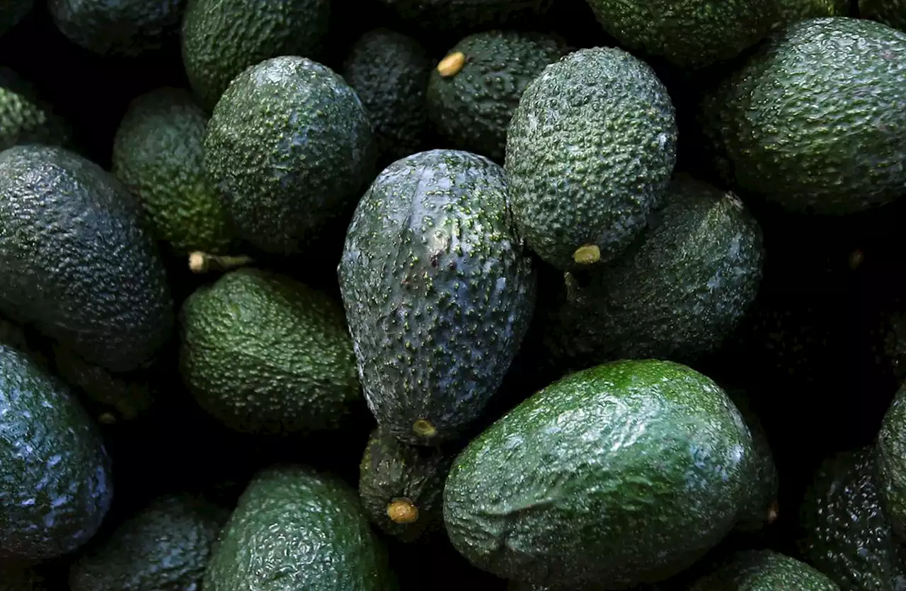 US suspends Mexican avocado imports on eve of Super Bowl