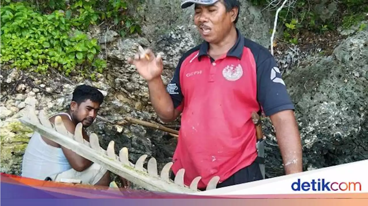 Warga Cerita Lihat Ikan Sebesar Kapal Pelni Sebelum Tulang Raksasa Ditemukan