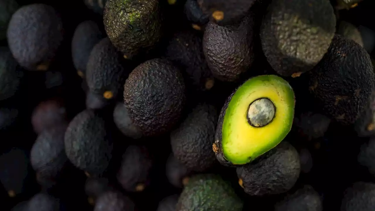 U.S. Suddenly Suspends Mexican Avocado Imports Following Threatening Call to Health Official