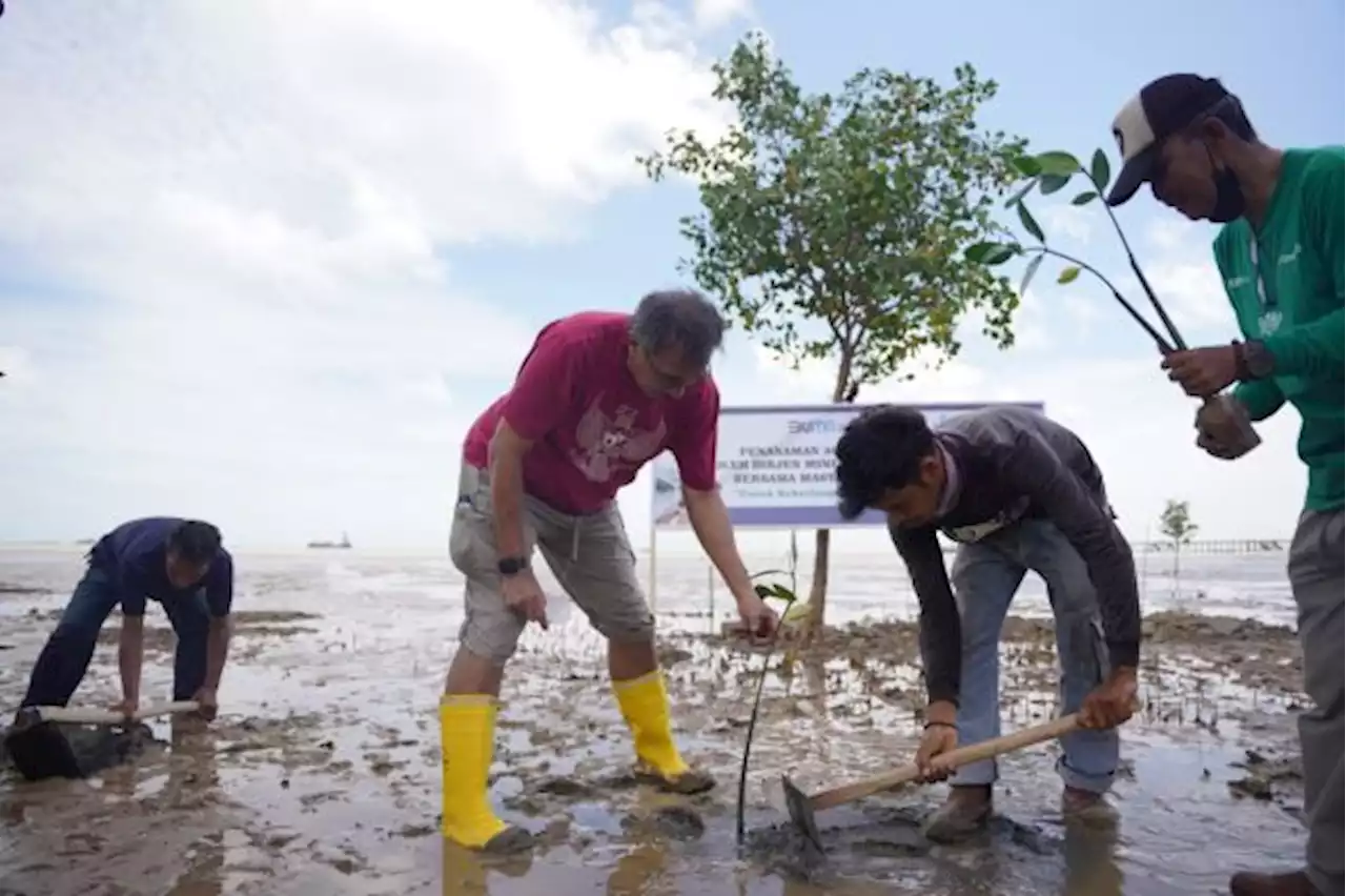 PT Timah Tbk Tanam Ribuan Mangrove di Pangkalpinang dan Babar