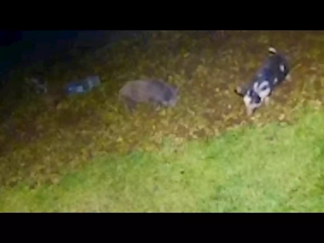 Wild pigs run amok in San Jose, residents want repayment for wrecked landscaping