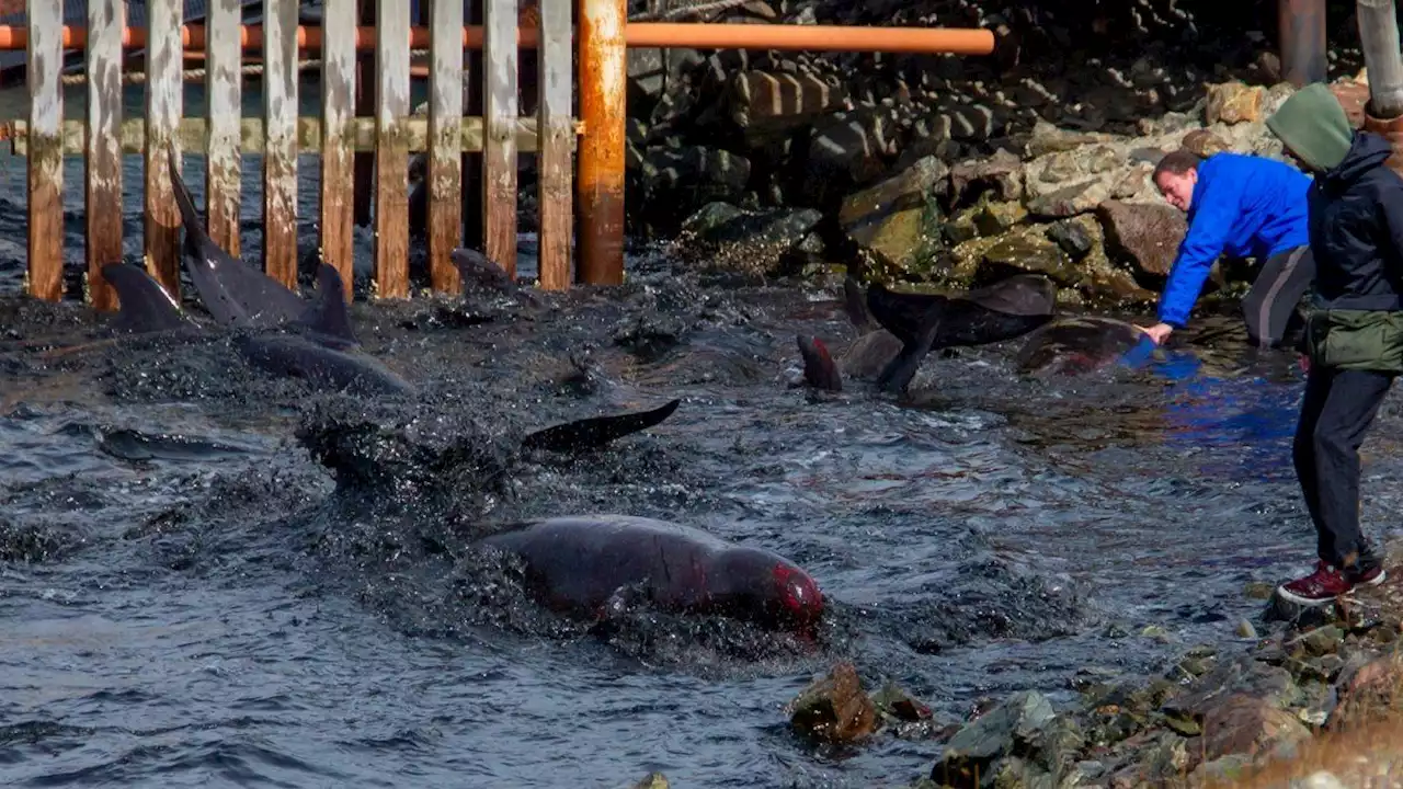 Sorpresa en Ushuaia por decenas de toninas que aparecieron en la bahía: de qué huían