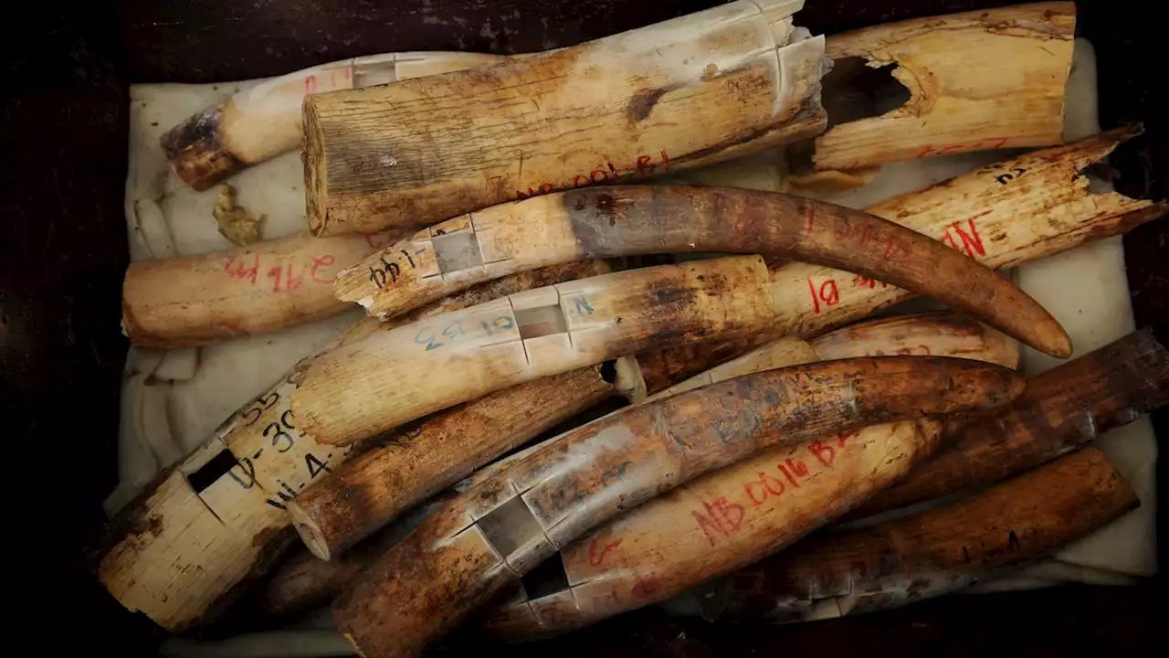 How the DNA method that caught the Golden State Killer can help catch elephant poachers