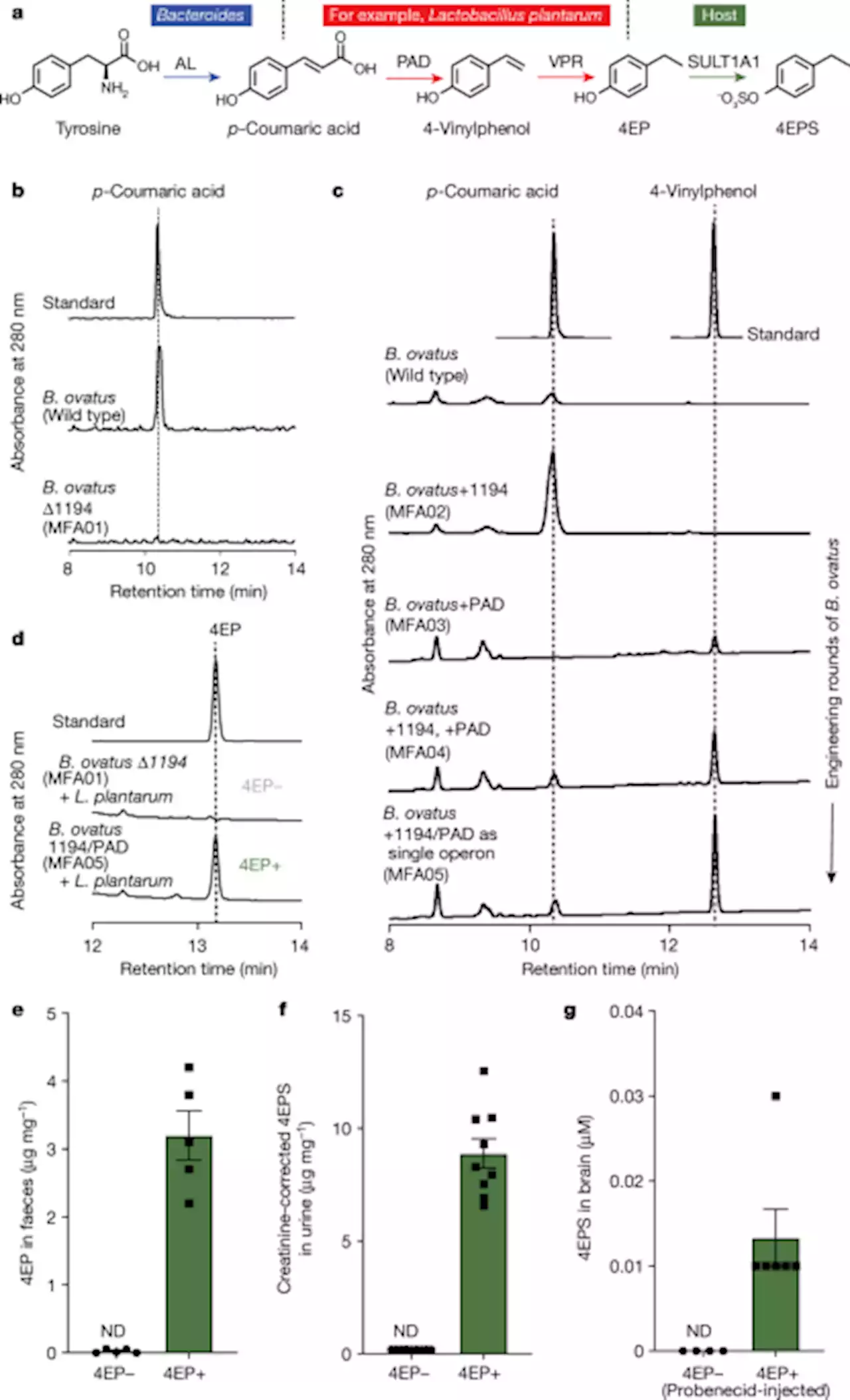 A gut-derived metabolite alters brain activity and anxiety behaviour in mice - Nature