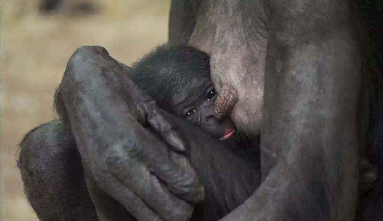 Adorable photo shows endangered baby bonobo named Love born at U.K. zoo