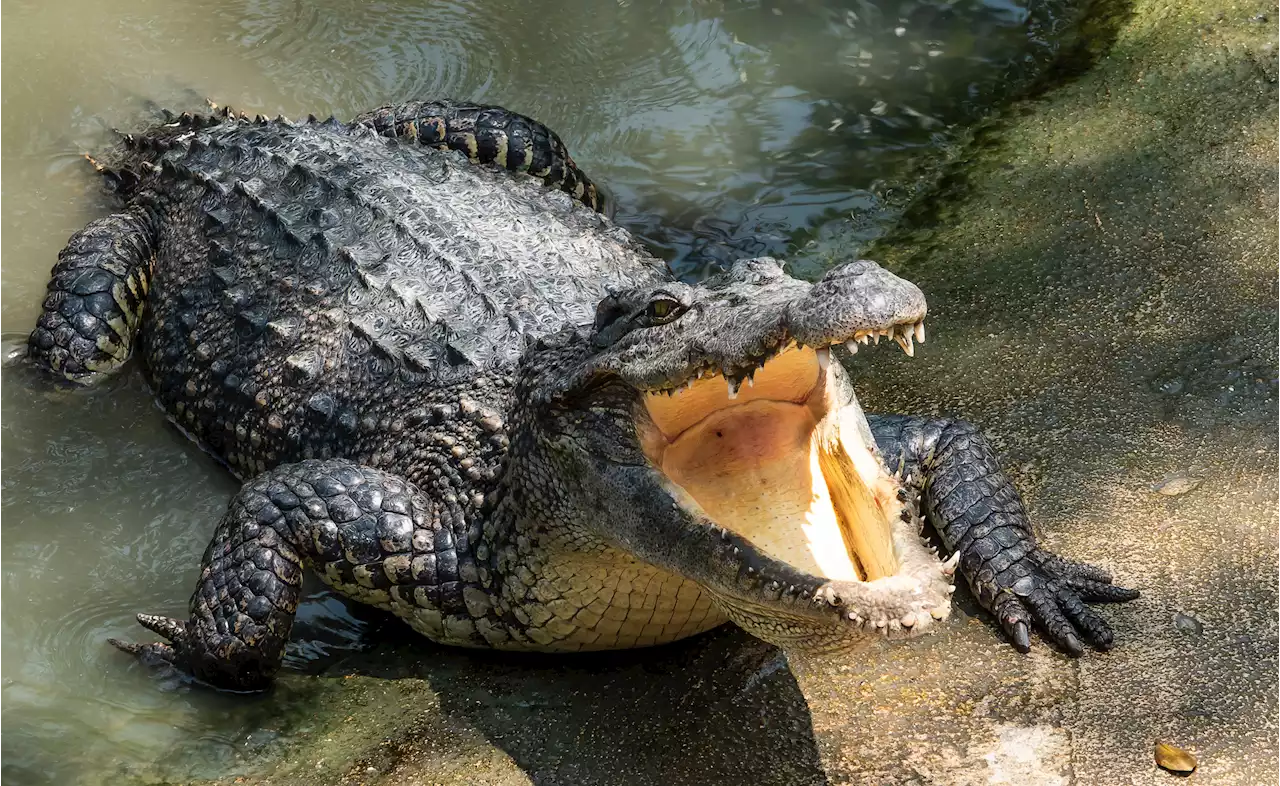 Horrific video of live dogs being fed to crocodiles stayed live on YouTube for 5 months