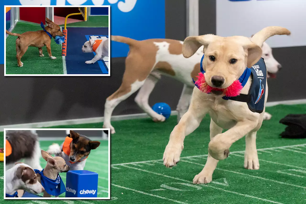 Puppy Bowl 2022 winner recap: Team Fluff sink their teeth into victory