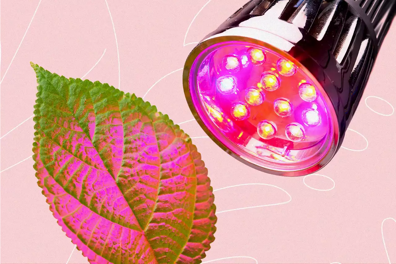 Yes, you can overuse grow lights on indoor plants