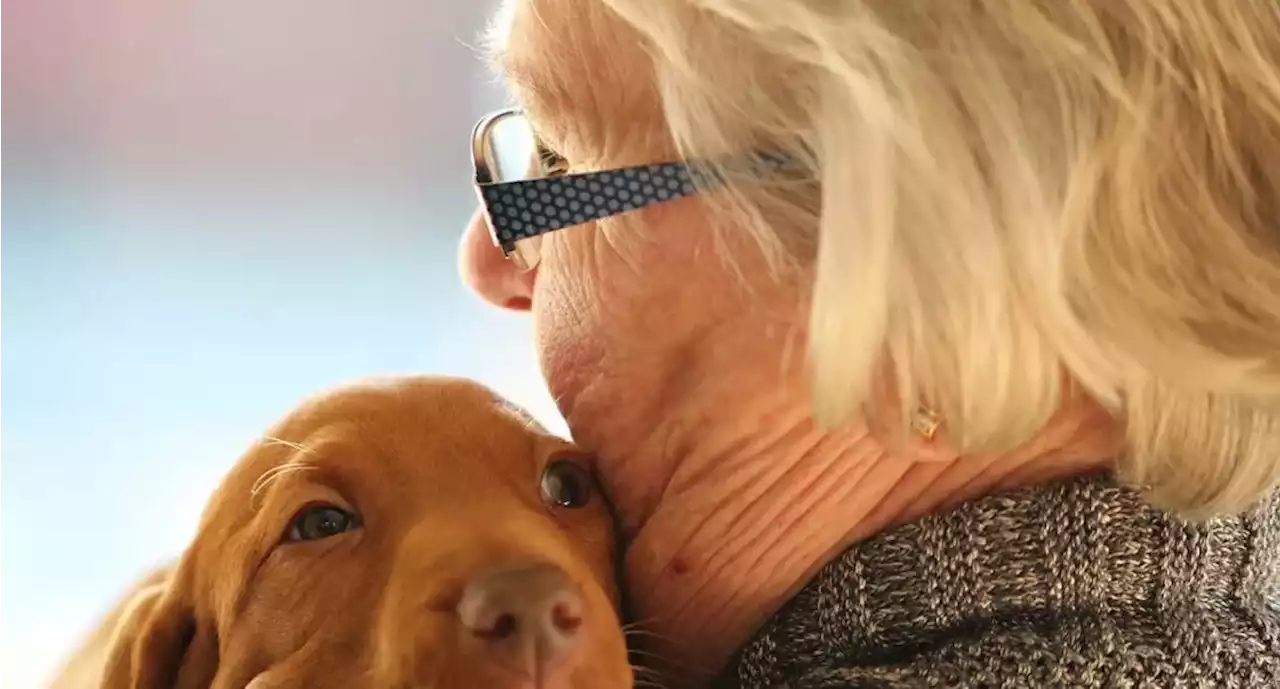 Beneficios de mascotas para adultos mayores: mejoran la salud y motivan el ejercicio - Pulzo