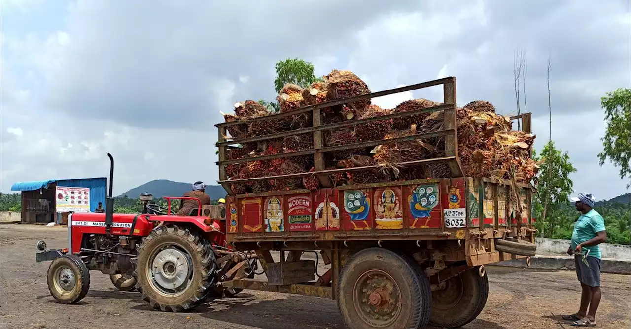 India cuts tax on crude palm oil imports to help consumers, refiners