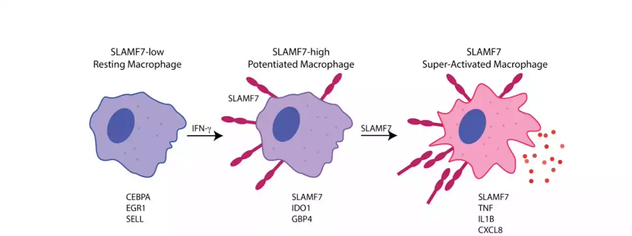 SLAMF7 engagement superactivates macrophages in acute and chronic inflammation