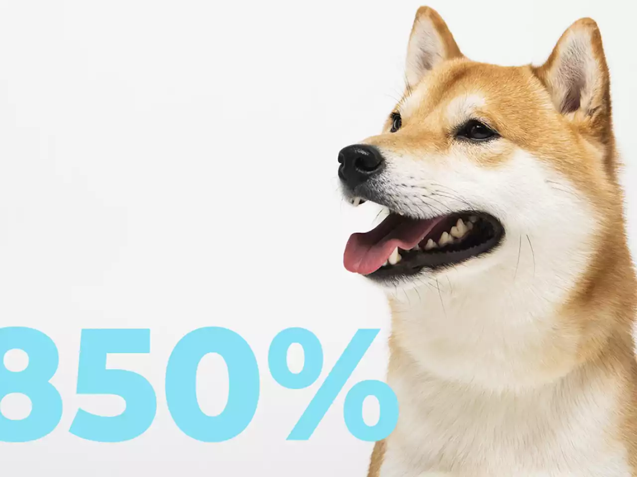 Shiba Inu's Net Flow Spikes 850%, Buying Power Returns to Markets