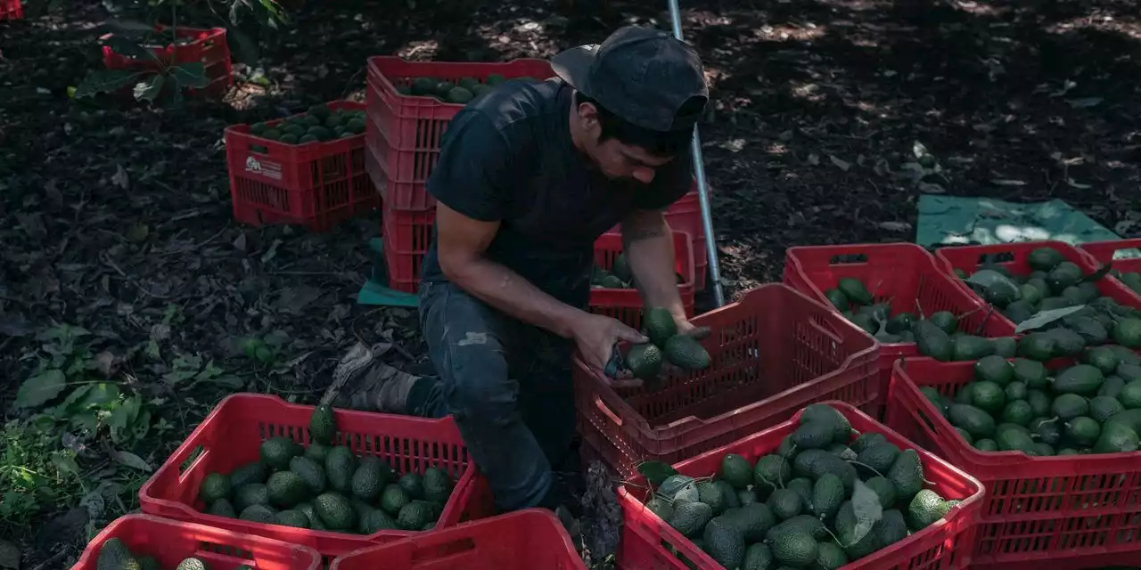 U.S. Suspends Imports of Mexican Avocados After Inspector Receives Threat