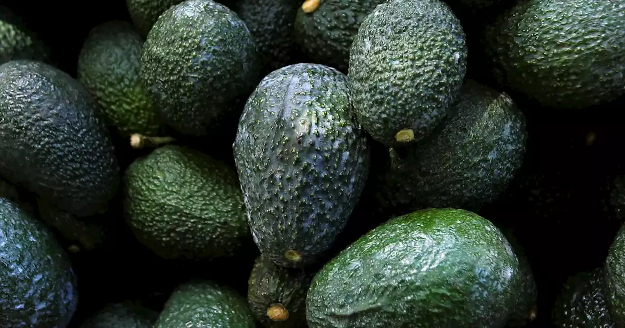 US suspends Mexican avocado imports