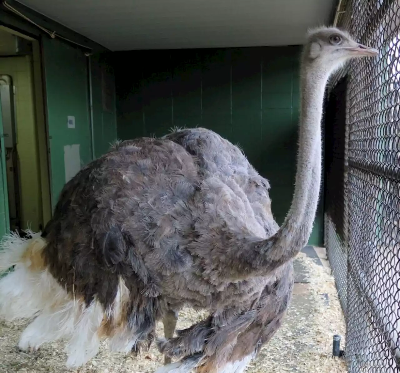 The National Zoo Has A New Ostrich Named Linda