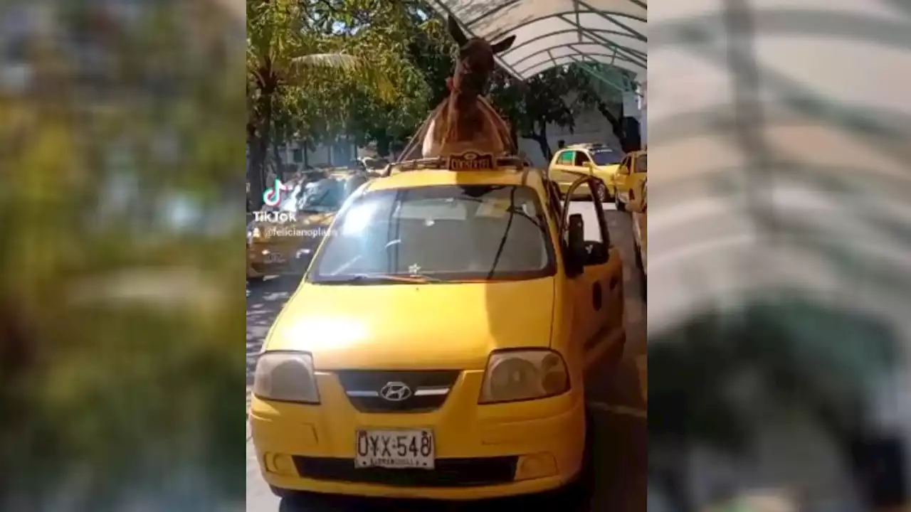 Aparece dueño del “burro” que iba sobre el techo de un taxi en Barranquilla