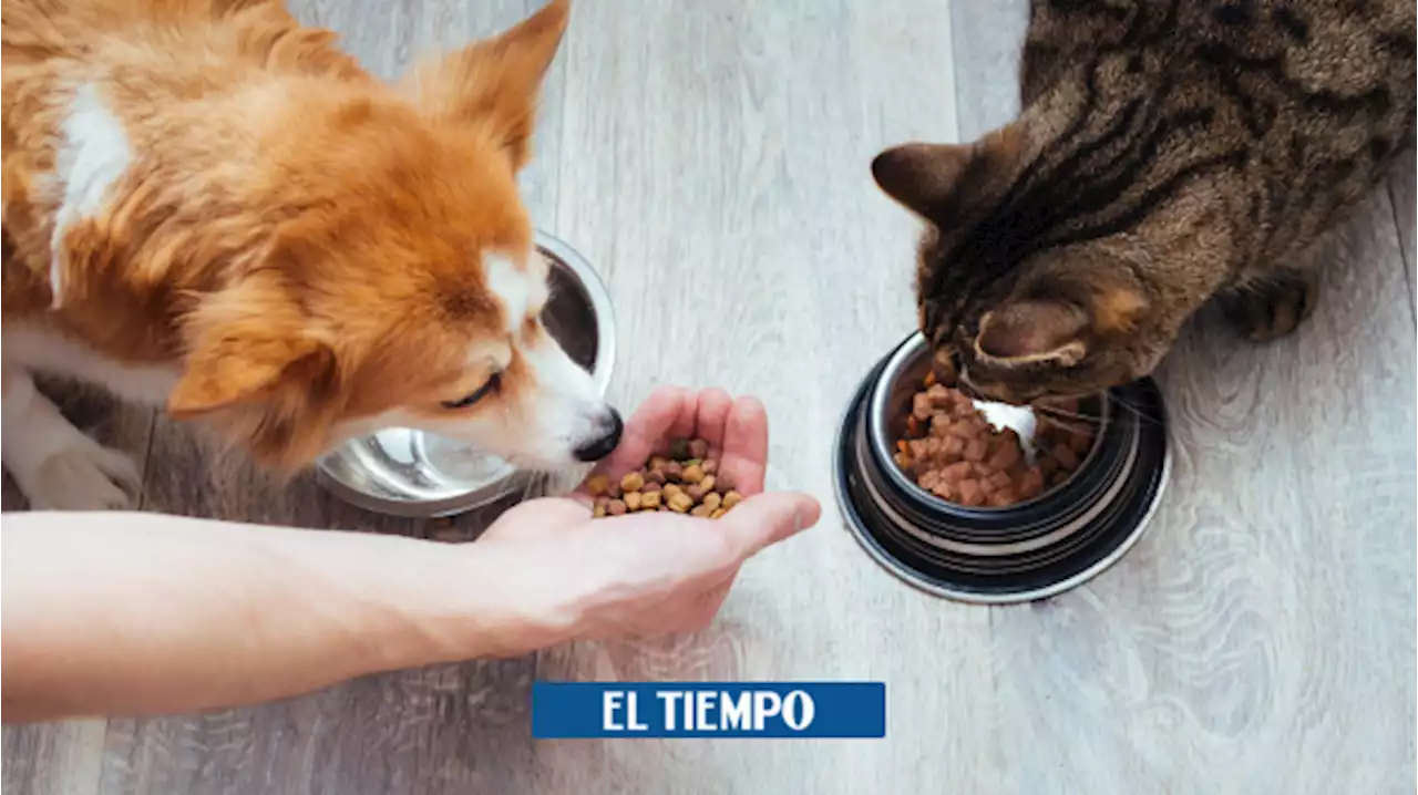 Obesidad en perros y gatos, ¿qué hacer y cómo controlarlo?