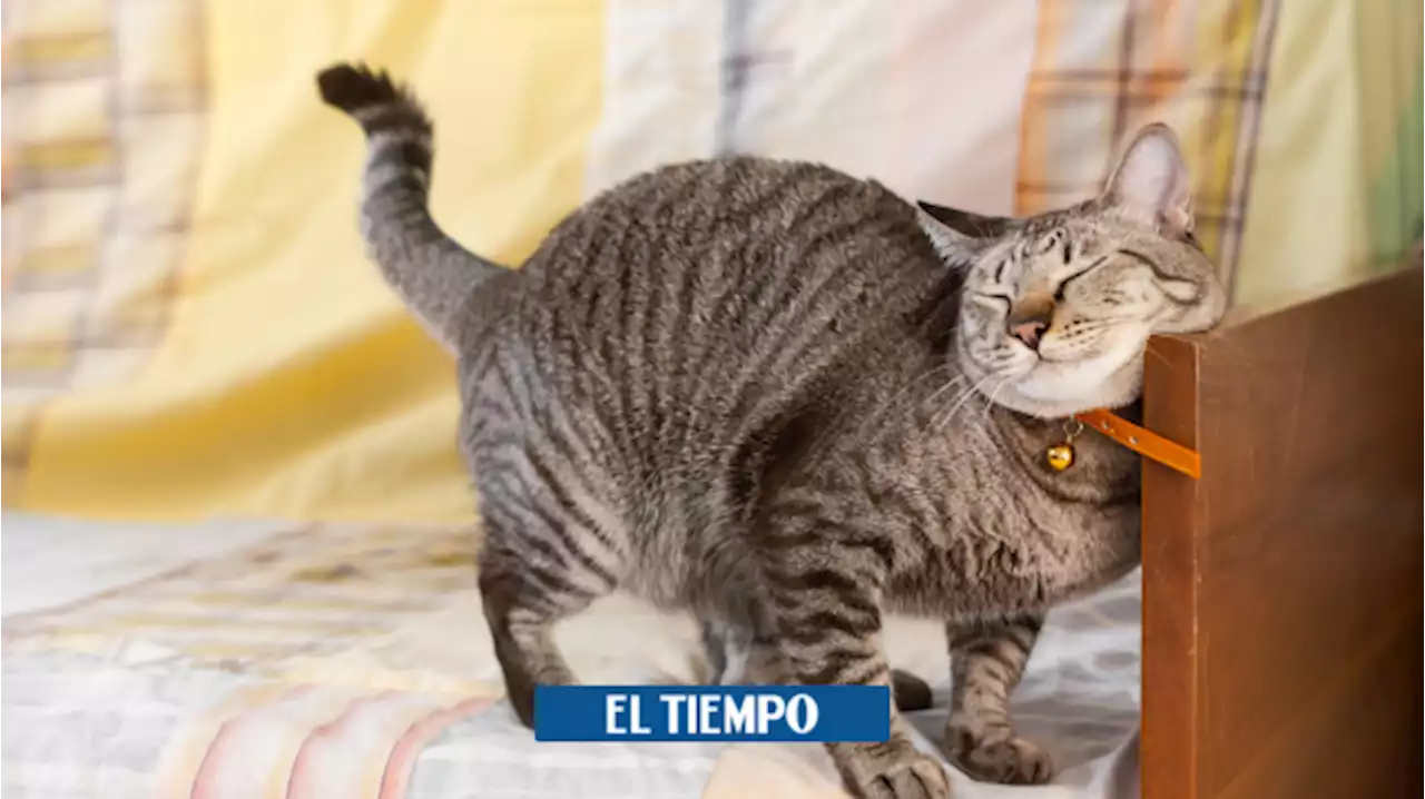 ¿Por qué los gatos amasan y qué quieren decir con ello?