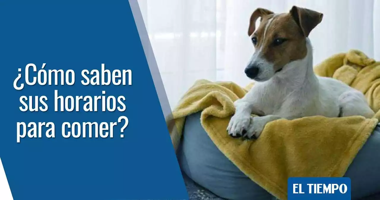 Perros: ¿cómo sabe mi mascota qué hora del día es?