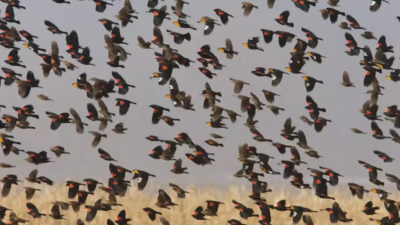 Hundreds of birds fell from the sky in Mexico. Here’s why.