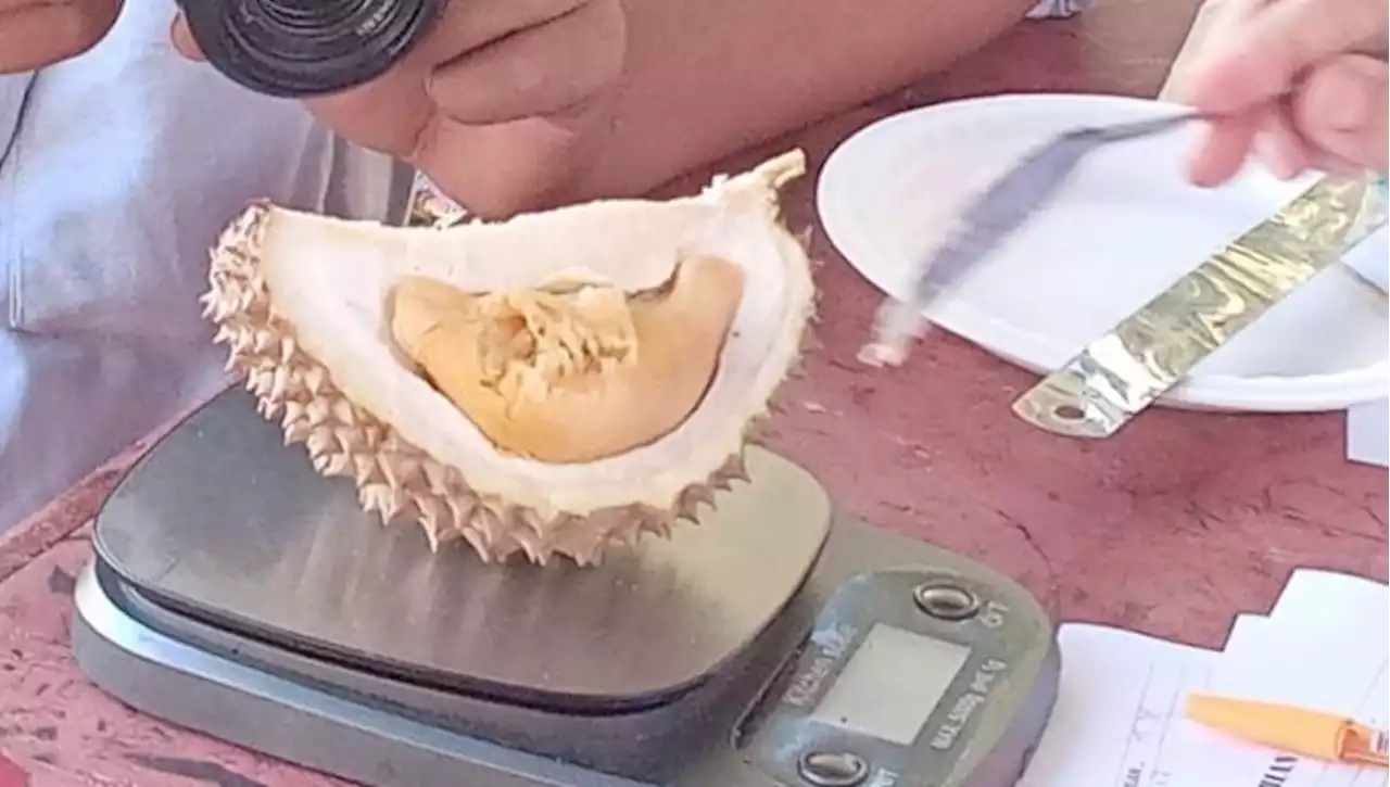 Durian Si Tumbaga Juara 1, si Pisang Juara 2