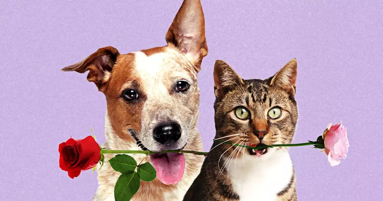 9 places to score the sweetest Valentine's Day gift for your dog or cat