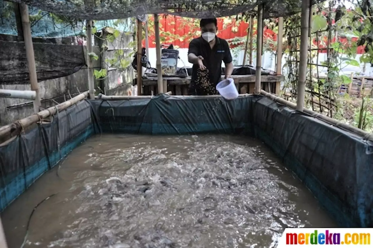 Foto : Menjaga Ketahanan Pangan di Masa Pandemi dengan Budi Daya Ikan | merdeka.com