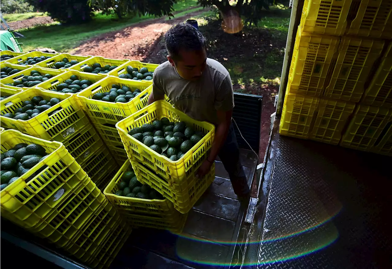 Mexico losing $8.5M a day as U.S. blocks avocado trade amid cartel violence