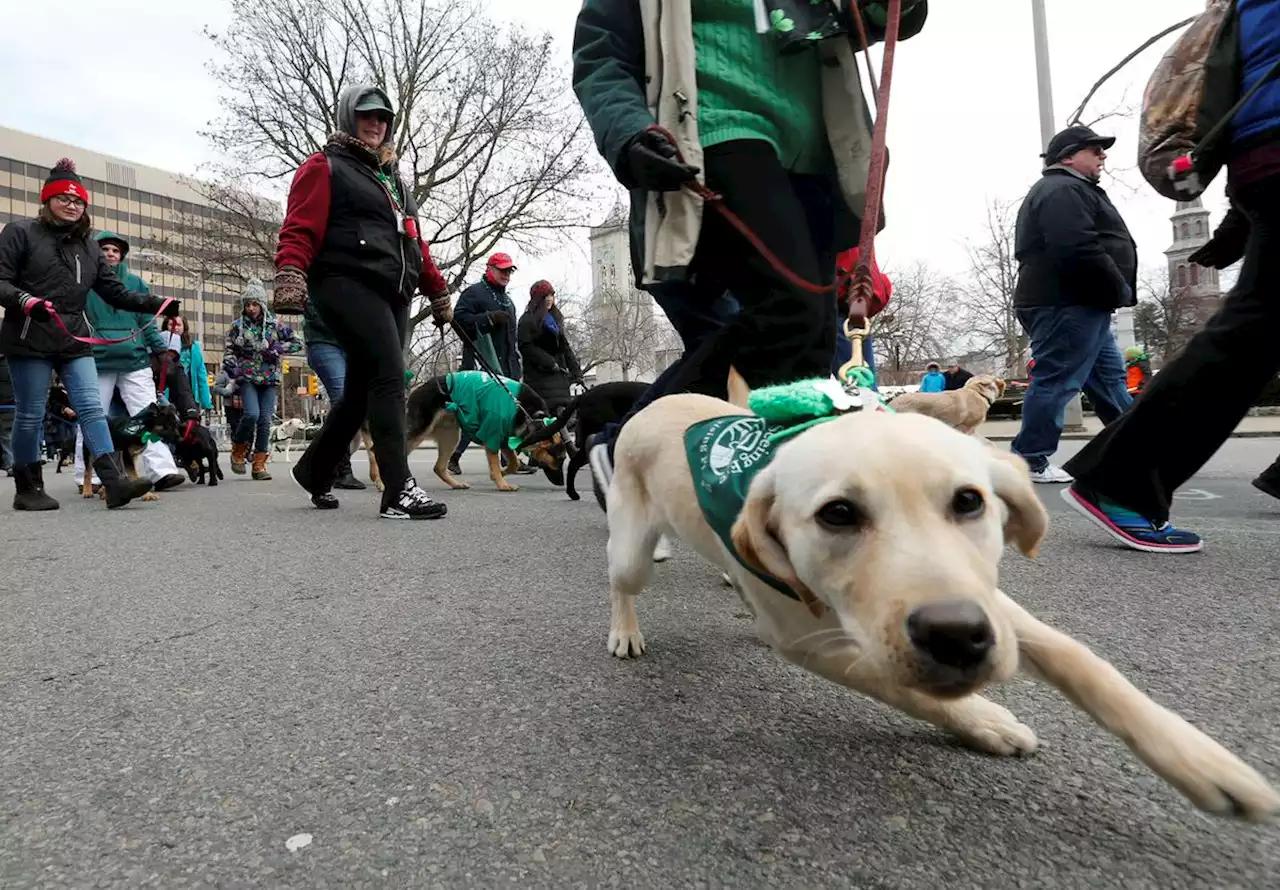 Service dogs are allowed everywhere disabled people go. N.J. lawmakers want to make sure everyone knows.