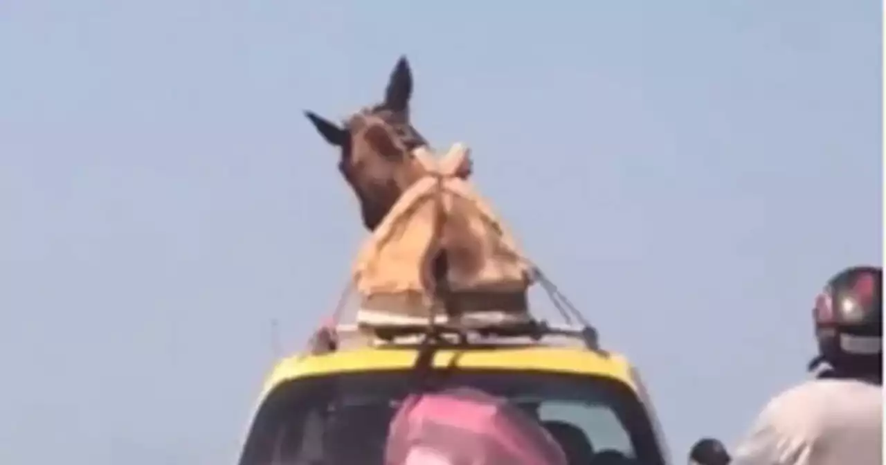 En video: Sancionarán a taxista por llevar un ‘burro’ en el techo del carro